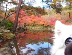 紅葉が背景の犬の写真