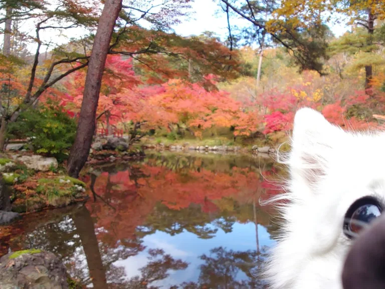 紅葉が背景の犬の写真