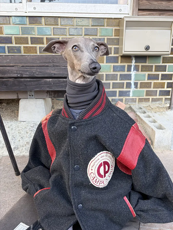 人間の服を着たイタリアン・グレーハウンド