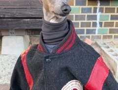 人間の服を着たイタリアン・グレーハウンド