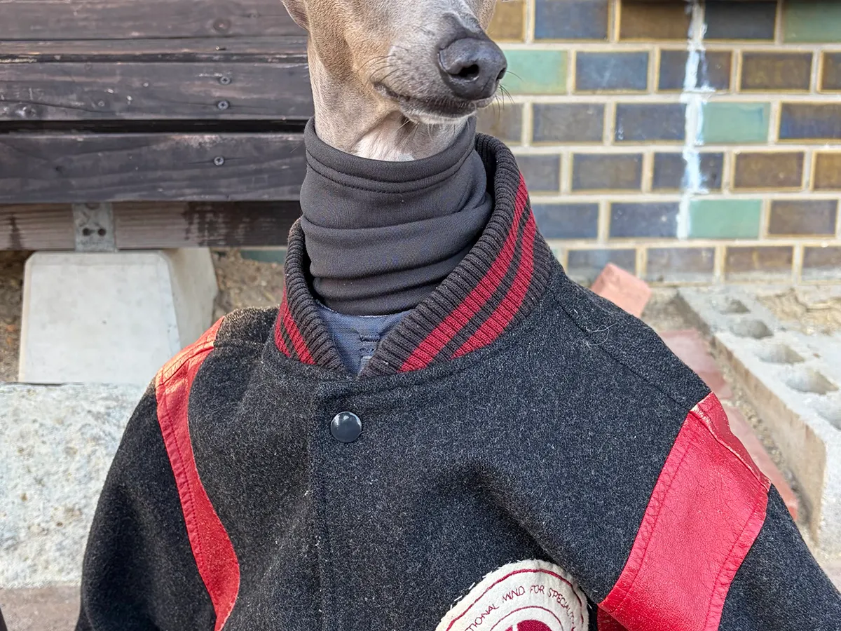 人間の服を着たイタリアン・グレーハウンド