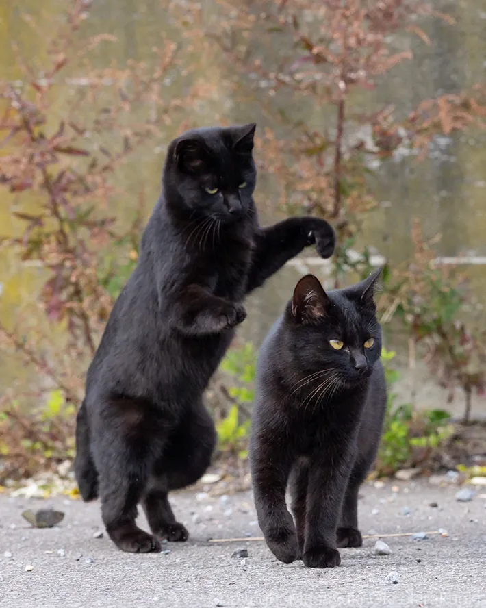 じゃれ合う2匹の黒猫の写真