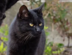 じゃれ合う2匹の黒猫の写真