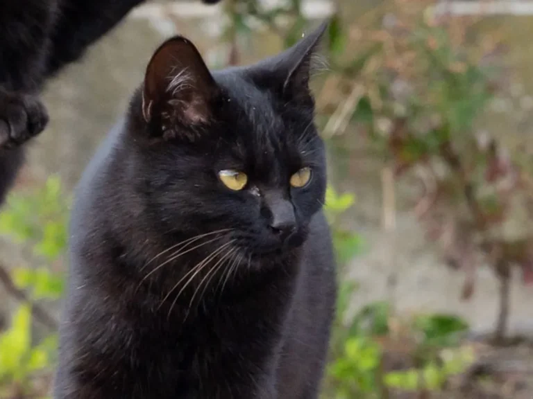 じゃれ合う2匹の黒猫の写真