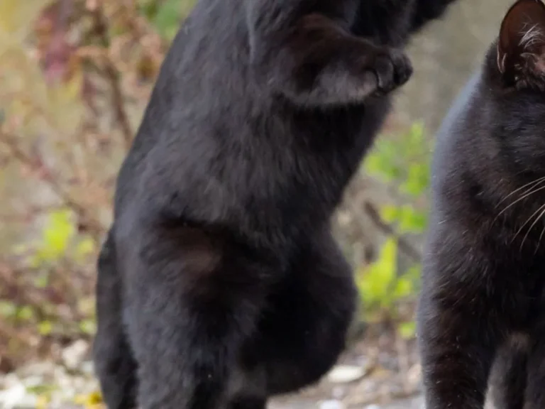 じゃれ合う2匹の黒猫の写真