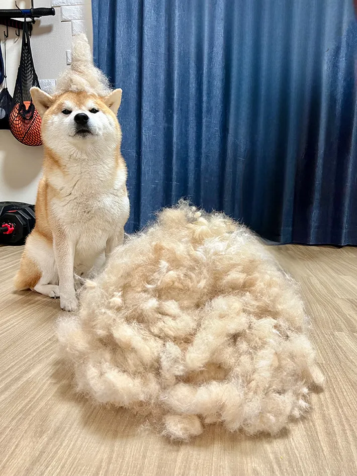 柴犬と抜け毛