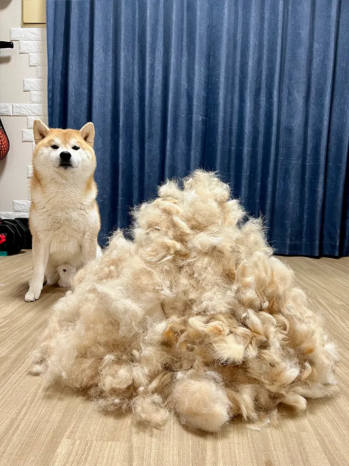 柴犬と抜け毛