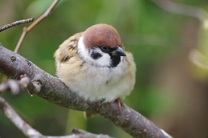 冬にかけて体がモフモフになったスズメの写真