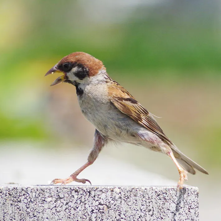 夏のスリムなスズメの写真