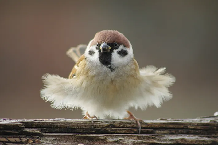 冬にかけて体がモフモフになったスズメの写真