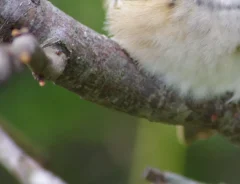 冬にかけて体がモフモフになったスズメの写真