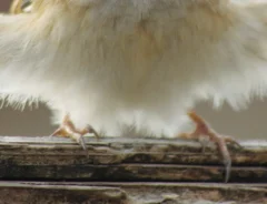 冬にかけて体がモフモフになったスズメの写真