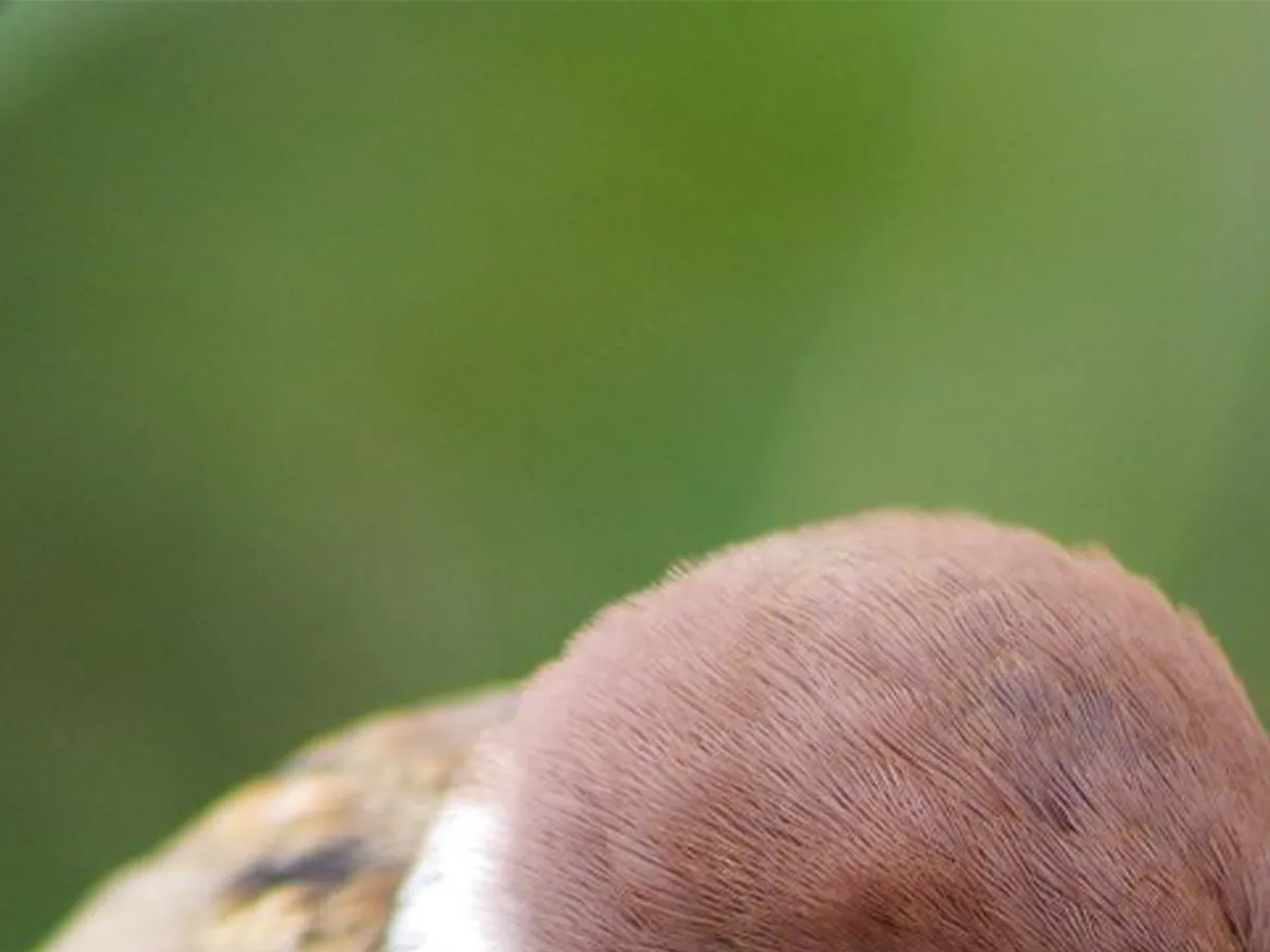 冬にかけて体がモフモフになったスズメの写真