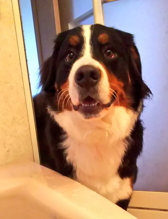 バーニーズマウンテンドッグの写真