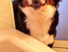 バーニーズマウンテンドッグの写真