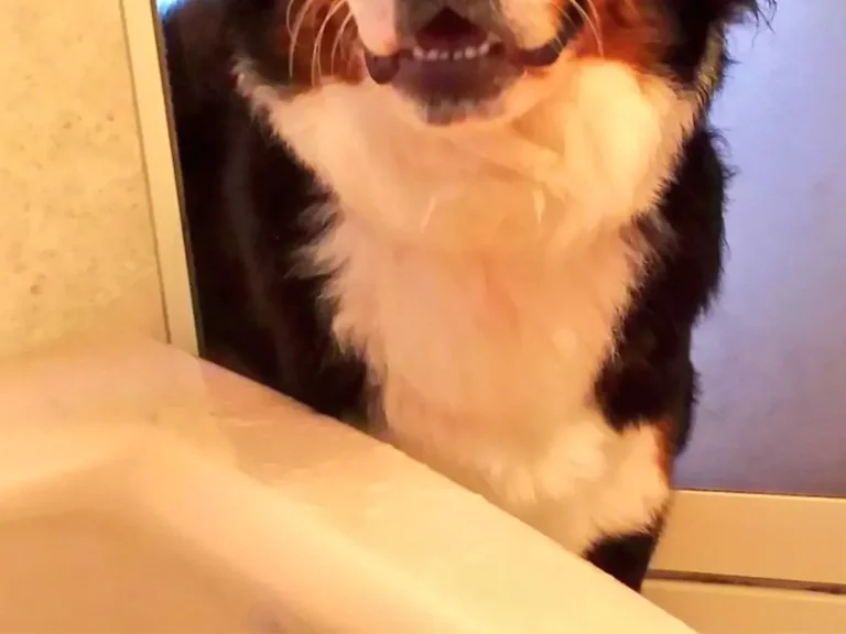 バーニーズマウンテンドッグの写真