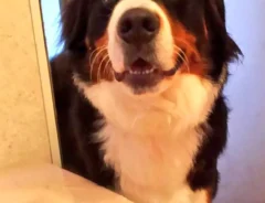 バーニーズマウンテンドッグの写真