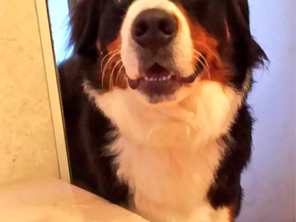 バーニーズマウンテンドッグの写真