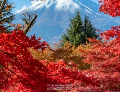Yuji Shibasakiさんの紅葉と富士の写真
