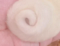 フクロモモンガの赤ちゃん