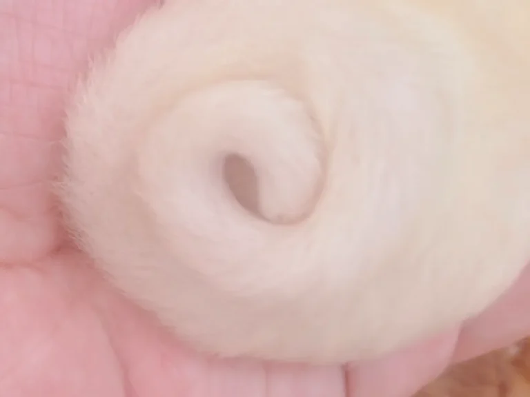 フクロモモンガの赤ちゃん