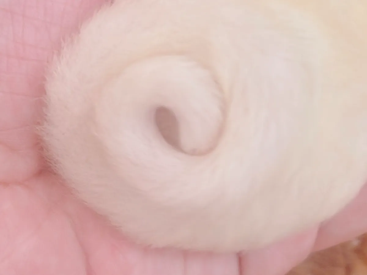 フクロモモンガの赤ちゃん