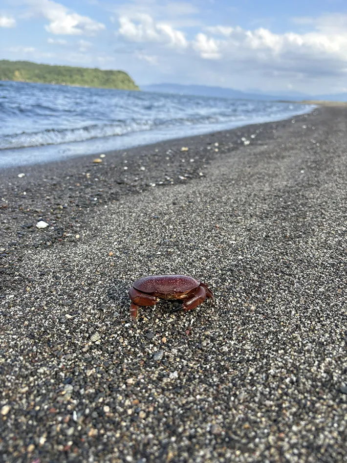 『ホシマンジュウガニ』が見つかった海岸の写真