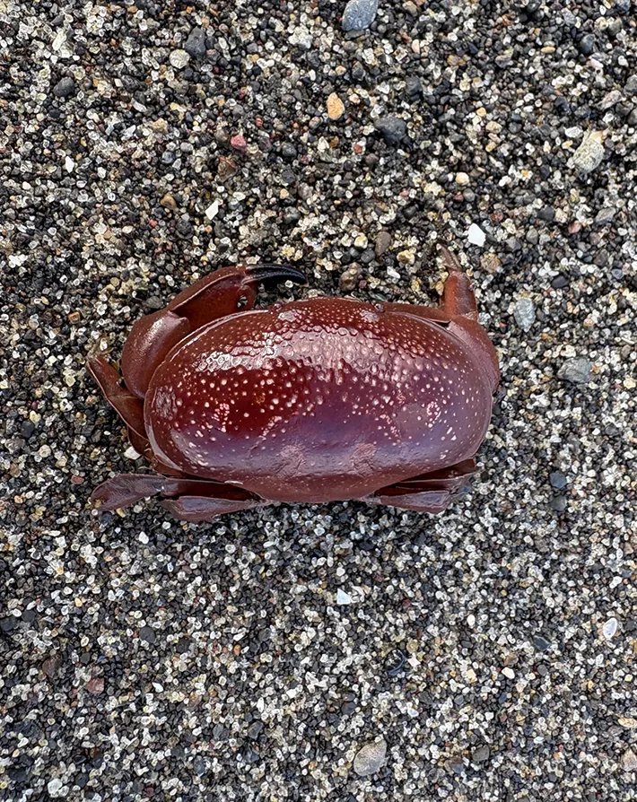 海岸で見つかった『ホシマンジュウガニ』の写真