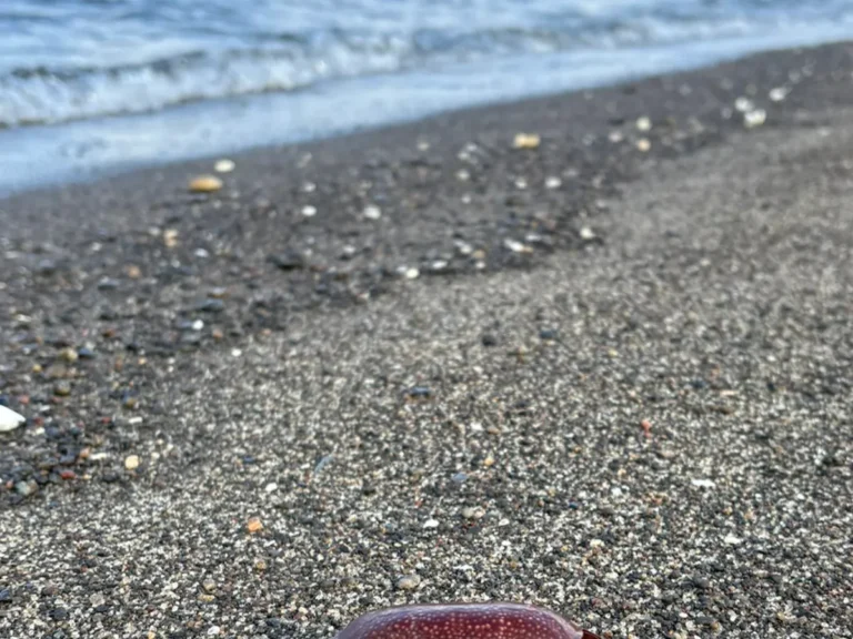 『ホシマンジュウガニ』が見つかった海岸の写真