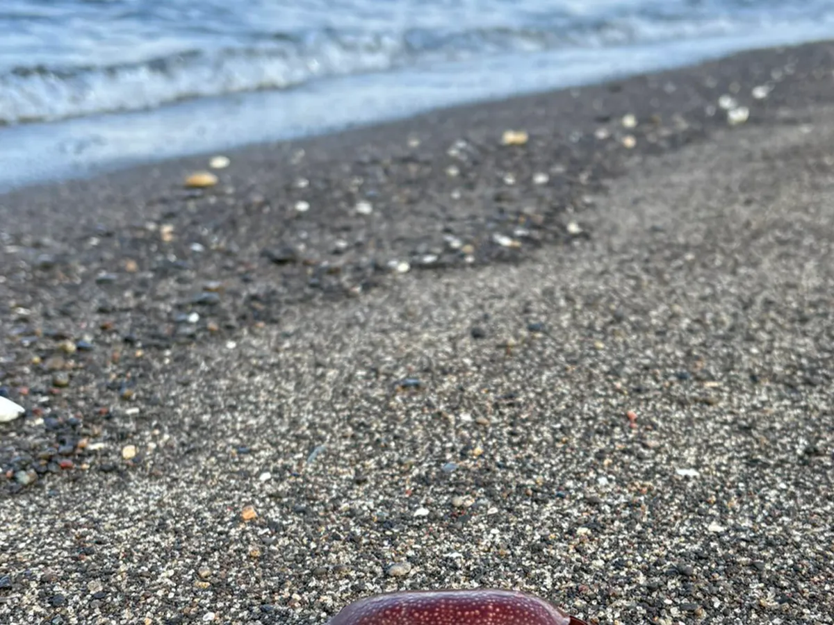 『ホシマンジュウガニ』が見つかった海岸の写真