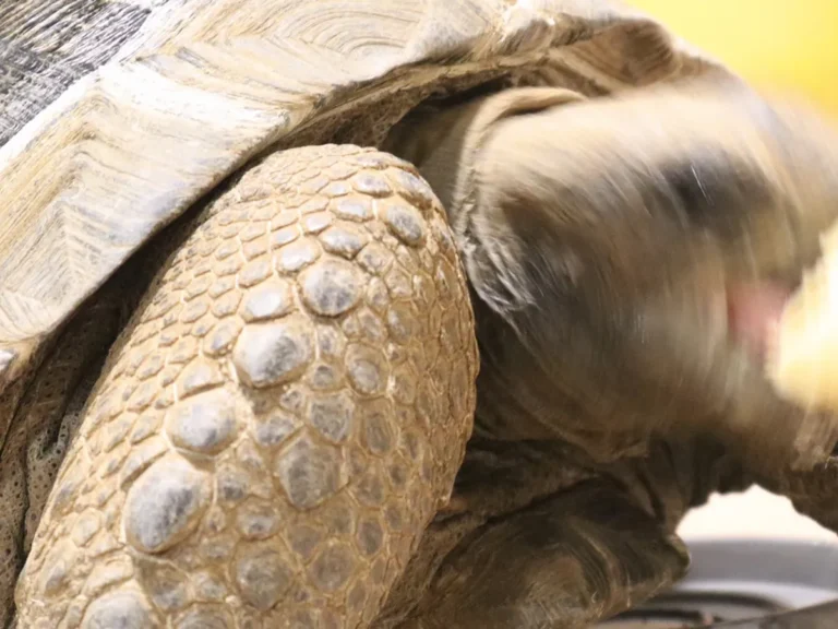 サツマイモを食べるカメ