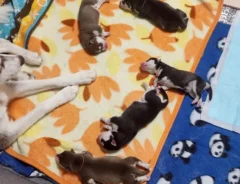 シベリアンハスキーの画像