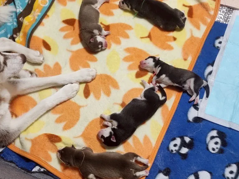 シベリアンハスキーの画像