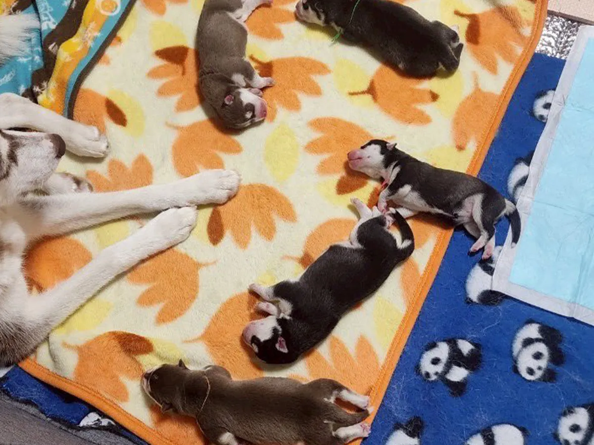 シベリアンハスキーの画像