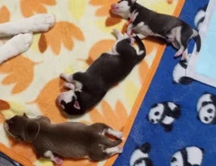 シベリアンハスキーの画像