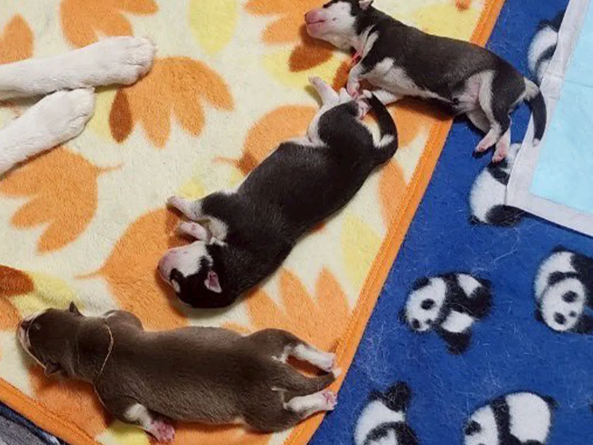 シベリアンハスキーの画像