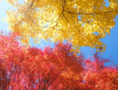 大井平公園の紅葉の画像