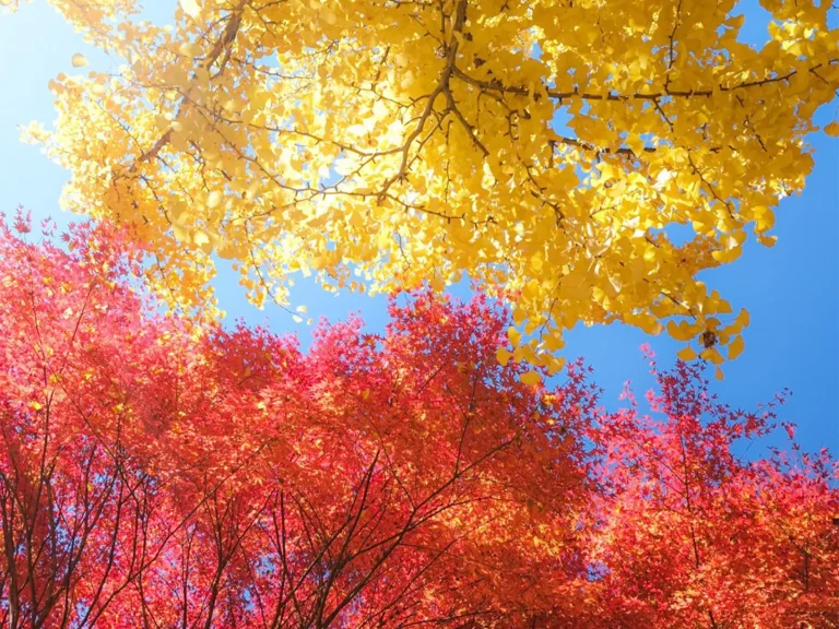 大井平公園の紅葉の画像