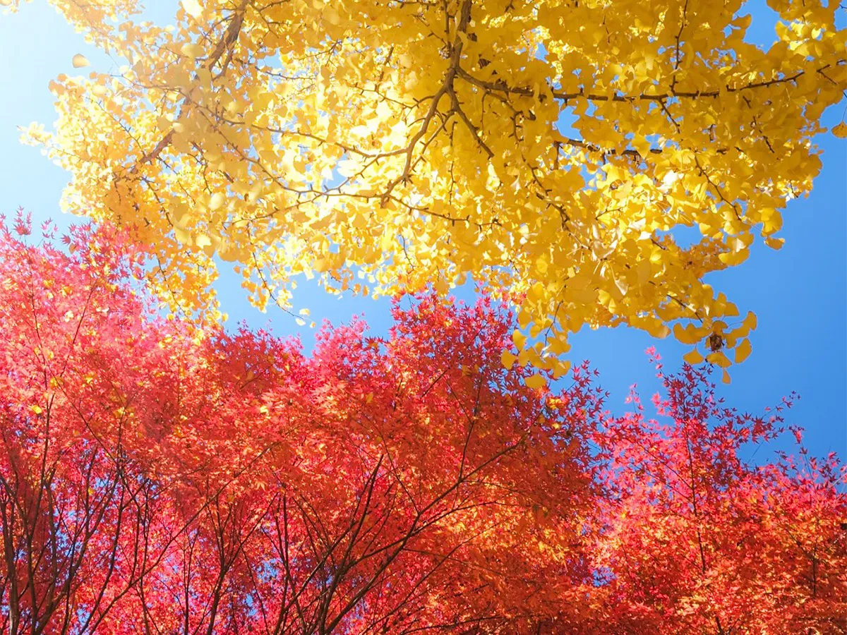 大井平公園の紅葉の画像