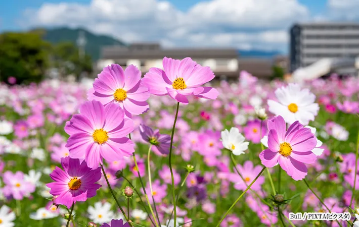 コスモスのイメージ画像