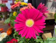 ガーベラのイメージ画像