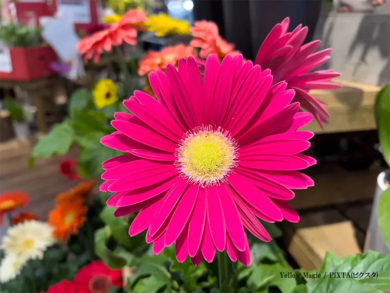 ガーベラのイメージ画像
