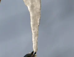 氷柱をなめる野鳥