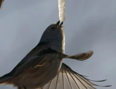 氷柱をなめるシマエナガ