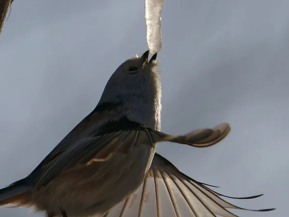 氷柱をなめるシマエナガ
