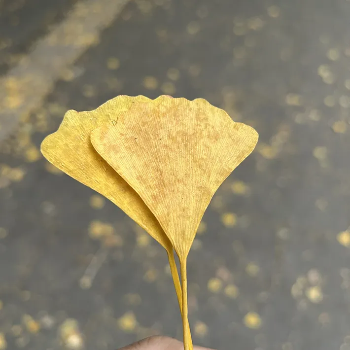 大学に落ちていたイチョウの葉の写真