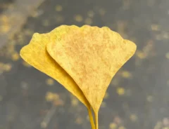 学内で拾ったイチョウの写真