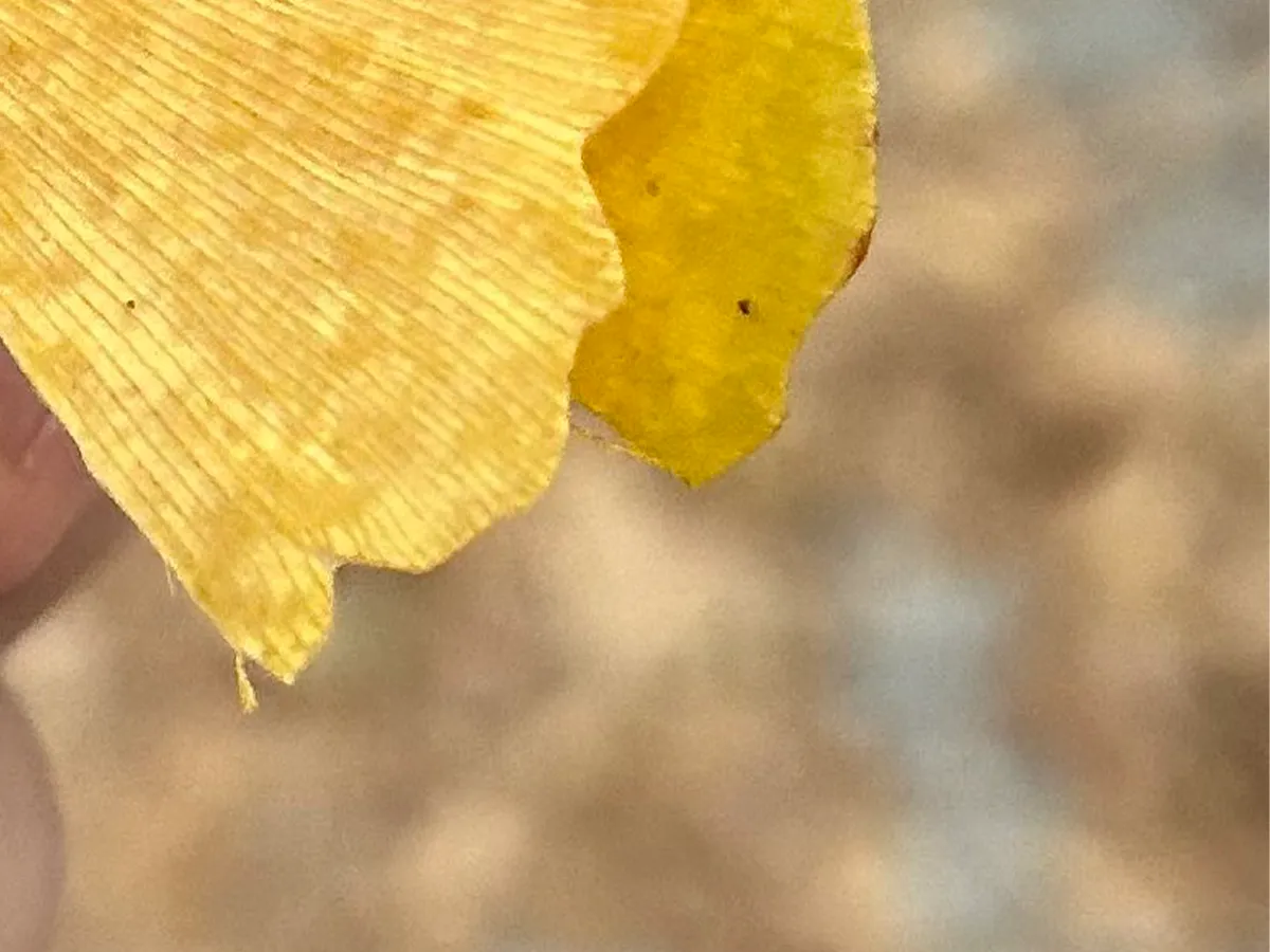 イチョウの葉を蝶に見立てた作品の写真