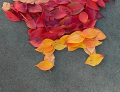 野原しんのすけを落ち葉で表現した作品の写真