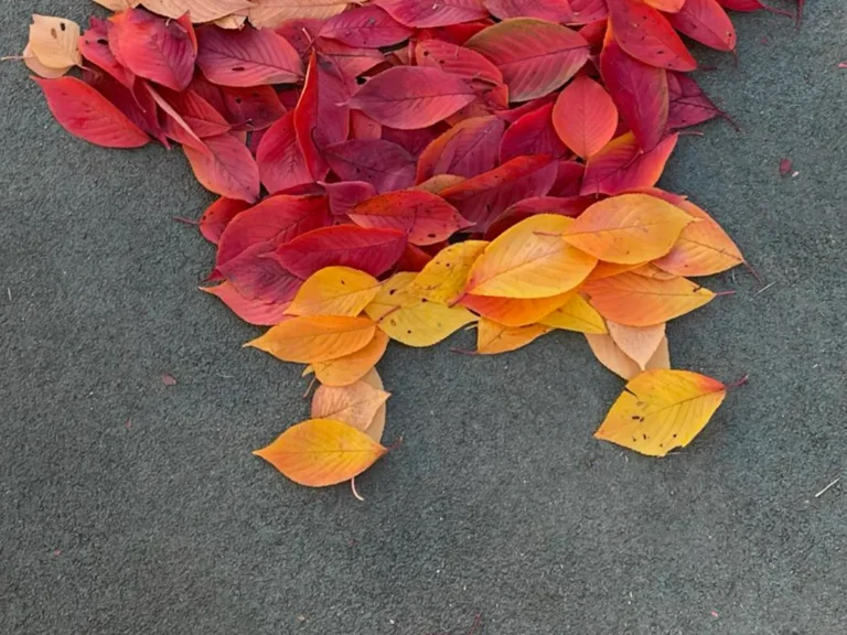 野原しんのすけを落ち葉で表現した作品の写真